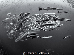 If six was nine ...

Whale Shark - Rhincodon typus

S... by Stefan Follows 